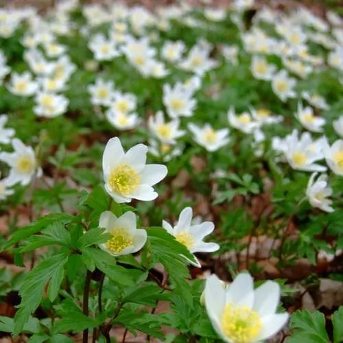 Anemone nemorosa - Wood Anemone