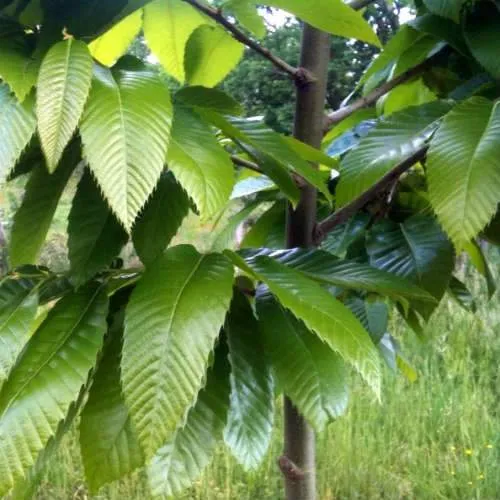 Castanea sativa Bouche de Bétizac - Sweet Chestnut