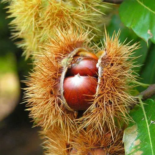 Castanea sativa Bouche de Bétizac - Sweet Chestnut