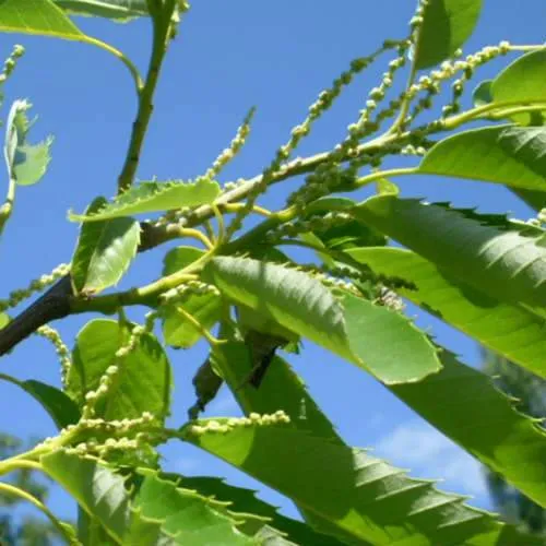 Castanea sativa Bouche de Bétizac - Sweet Chestnut