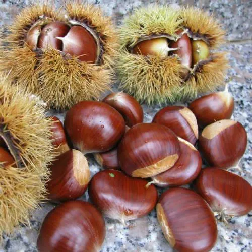 Castanea sativa Bouche de Bétizac - Sweet Chestnut