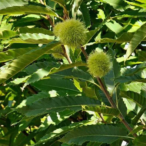 Castanea sativa Bouche de Bétizac - Sweet Chestnut