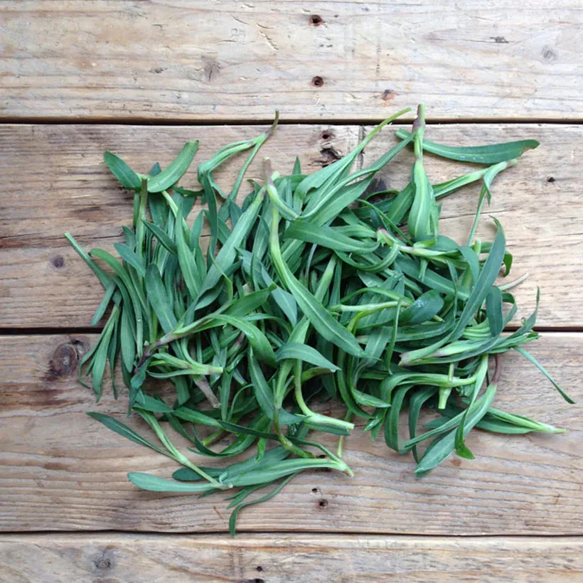 Foraging Wild Herbs Seed Collection